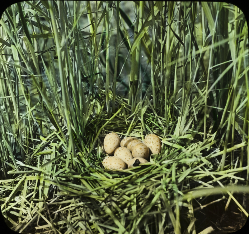 A coot nest containing several eggs, one of which is broken, June 15, 1932. The nest was located in tall grass at Long Pond. Slide originally titled "Coot Nest--1 Egg Broken." The lantern slide is hand-colored. Rosene provides details on photograph.