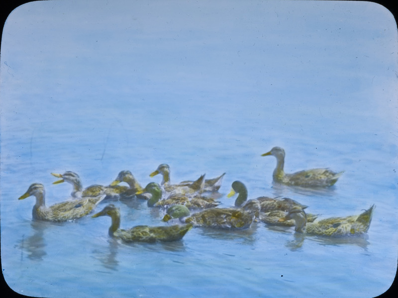 A Mallard hen and ten ducklings swimming in the Mississippi River near McGregor. Slide originally titled "Mallard Hen with 10 Young." The lantern slide is hand-colored. Rosene provides details on lantern slide border.