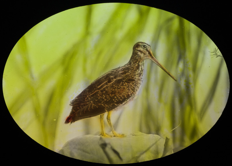 A Wilson's Snipe captured at Long Pond, November 5, 1927. Slide originally titled "Jack Snipe." The lantern slide is hand-colored. Rosene provides details on photograph.