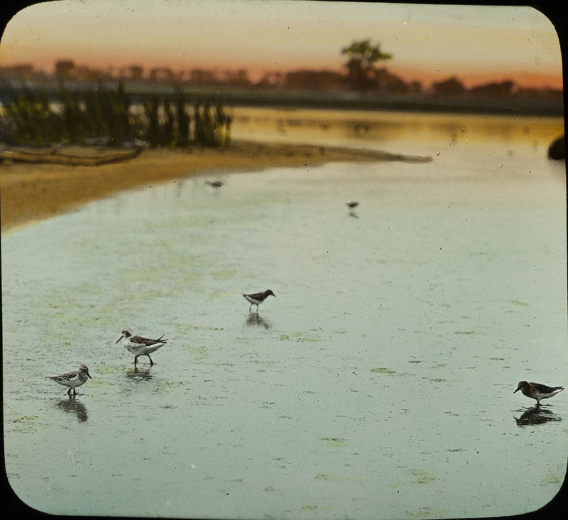 A Wilson's Phalarope and White-rumped Sandpipers wading in shallow water near the shore. Slide originally titled "Wilson Phalarope." The lantern slide is hand-colored. Rosene provides details on slide.