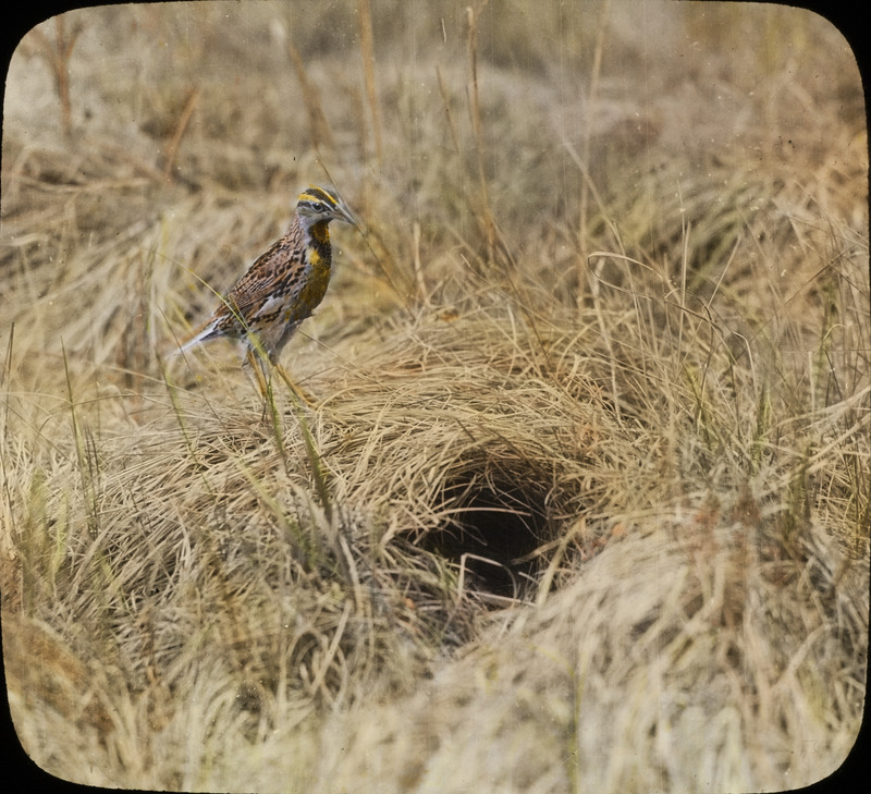 A Meadowlark stands by a nest that is located on the ground amid tall grass. Slide originally titled "Meadowlark at Nest." The lantern slide is hand-colored.