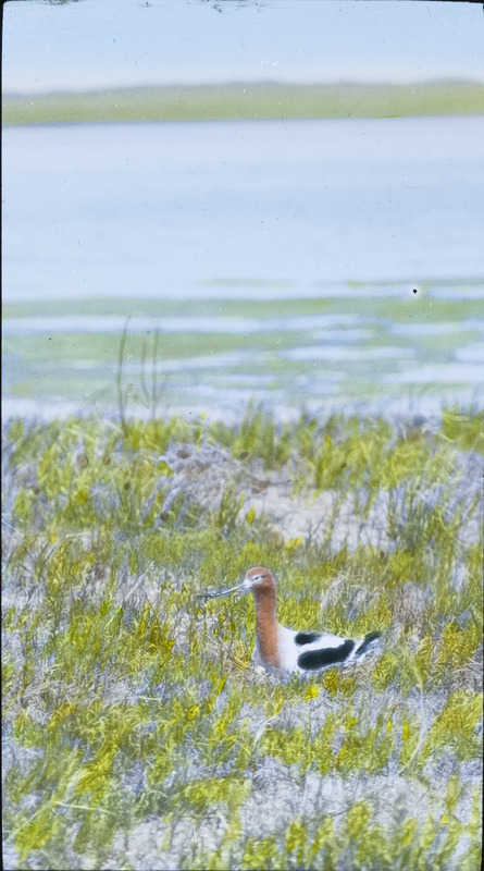 An Avocet sitting on a nest on the ground in a grassy area near water. Slide originally titled "Avocet on Nest." The lantern slide is hand-colored.