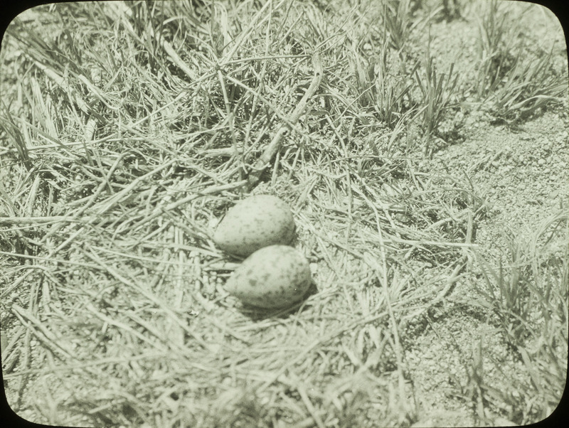 An American Avocet nest containing two eggs located at Chase Lake, North Dakota, June 25, 1924. Slide originally titled "Avocet Nest and Eggs." Rosene provides details on photograph. These items are related to Rosene's journal: https://n2t.net/ark:/87292/w9jd4pp05.