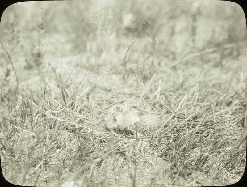 An American Avocet nest containing one egg and a newly hatched chick, June 25, 1924. Slide originally titled "Avocet Hatching." Rosene provides details on photograph. These items are related to Rosene's journal: https://n2t.net/ark:/87292/w9jd4pp05.