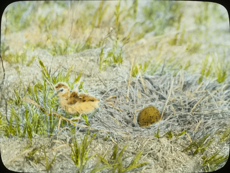 An American Avocet nest containing one egg and a newly hatched chick that is leaving, June 25, 1924. Slide originally titled "Avocet Hatching Leaving Nest." The lantern slide is hand-colored. Rosene provides details on photograph. These items are related to Rosene's journal: https://n2t.net/ark:/87292/w9jd4pp05.