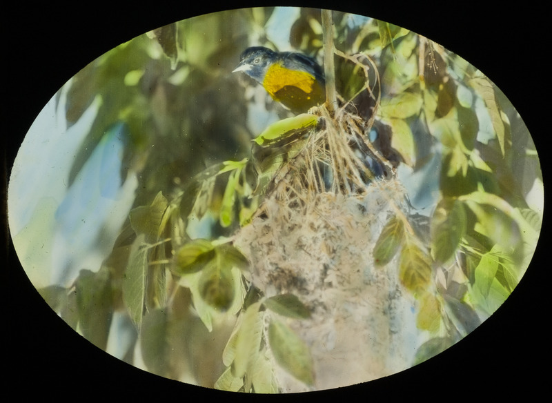 A male Baltimore Oriole sitting by a nest fifteen feet up in a box elder tree, June 25, 1928. Slide originally titled "Baltimore Oriole at Nest." The lantern slide is hand-colored. Rosene provides details on photograph.