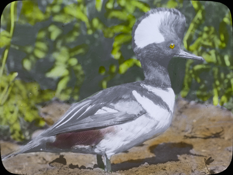 A mounted specimen of a male Hooded Merganser placed outside, September 24, 1925. Slide originally titled "Hooded Mergansers." The lantern slide is hand-colored. Rosene provides details on photograph.