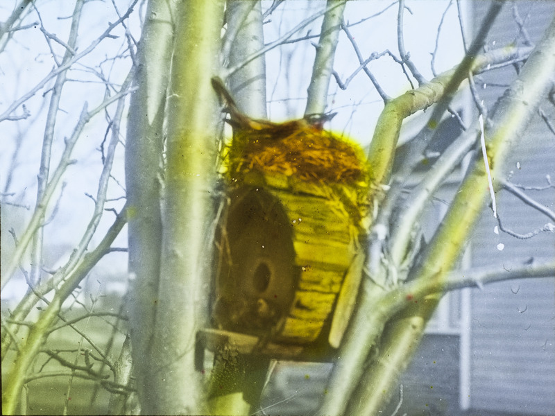 A mother robin sitting on a nest and covering her eggs atop a wren nesting box that is attached to a tree. Slide originally titled "Robin's Nest atop Wren Nesting Box." The lantern slide is hand-colored. Rosene provides details on photograph.