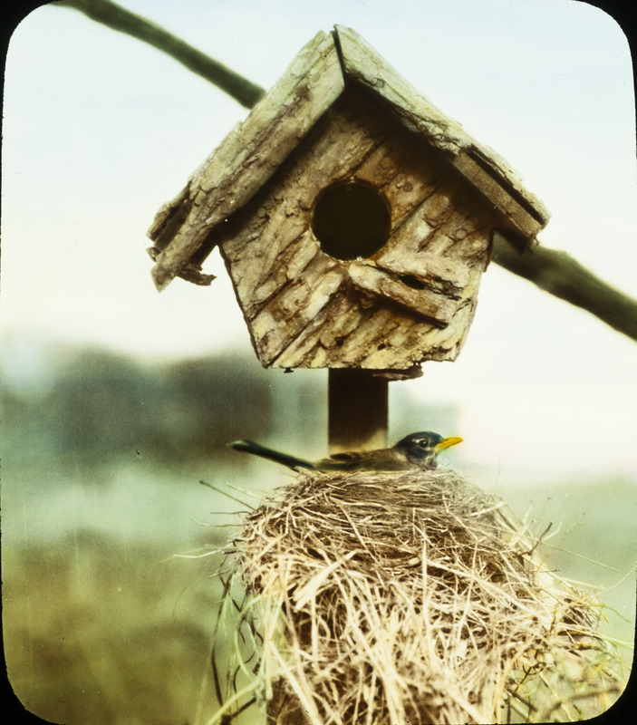 A Robin sitting on a nest that was built under a Bluebird nesting box, May 13, 1933. Slide originally titled "Robin's Nest atop Bluebird nesting Box." The lantern slide is hand-colored. Rosene provides details on photograph.