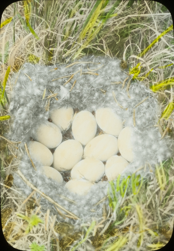 A Blue-winged Teal nest containing twelve eggs found on Pelican Island, Chase Lake, North Dakota, June 25, 1924. The nest was constructed with fine weed stems and very dark down. Slide originally titled "Blue Winged Teal Nest 12 Eggs." The lantern slide is hand-colored. Rosene provides details on photograph. These items are related to Rosene's journal: https://n2t.net/ark:/87292/w9jd4pp05.