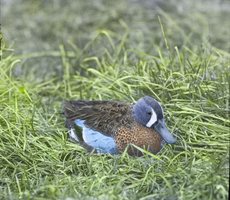 A male Blue-winged Teal sitting in a grassy area at Long Pond, April 10, 1932. Slide originally titled "Blue Winged Teal." The lantern slide is hand-colored. Rosene provides details on photograph.