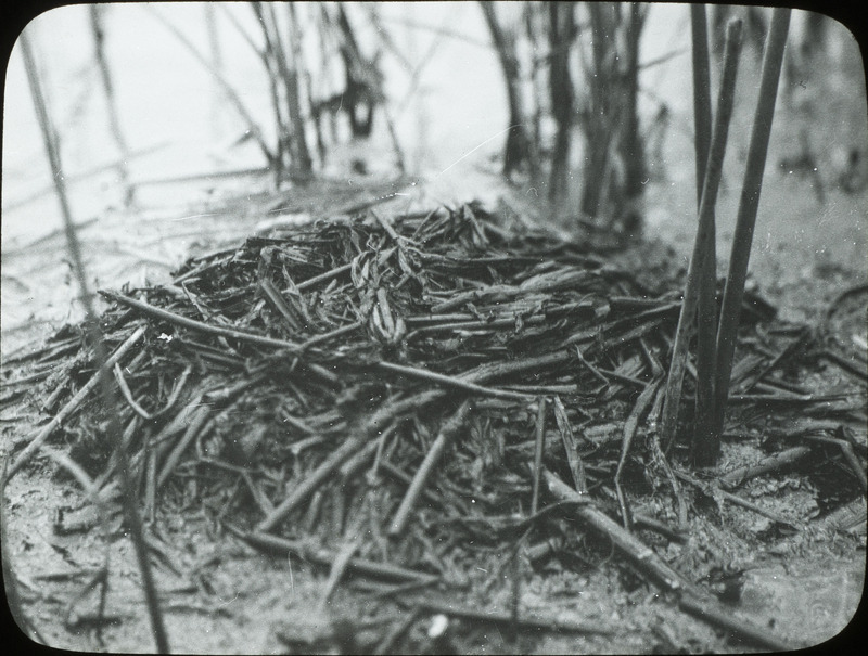 A covered, floating Eared Grebe nest located at Johnson Slough near Stump Lake, North Dakota, June 19, 1924. Slide originally titled "Eared Grebe Nest Site." Rosene provides details on photograph. These items are related to Rosene's journal: https://n2t.net/ark:/87292/w9jd4pp05.