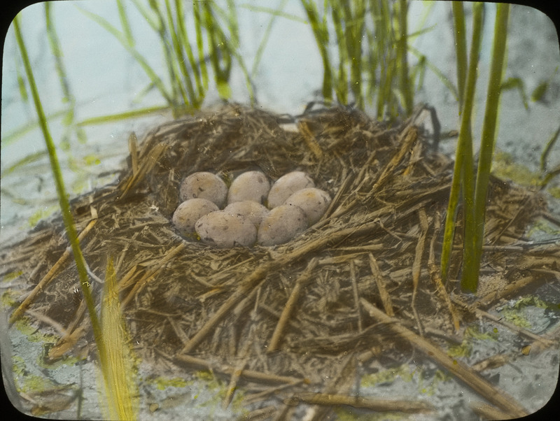 A floating Earing Grebe nest containing eight eggs located at Johnson Slough near Stump Lake, North Dakota, June 19, 1924. Slide originally titled "Eared Grebe Nest with Eggs." The lantern slide is hand-colored. Rosene provides details on photograph. These items are related to Rosene's journal: https://n2t.net/ark:/87292/w9jd4pp05.