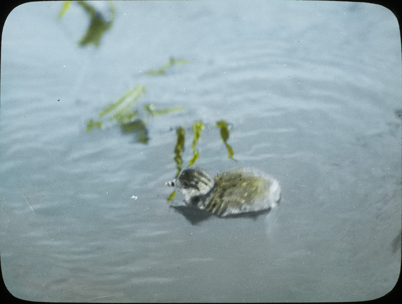 An Eared Grebe chick swimming in open water, June 19, 1924. Slide originally titled "Eared Grebe Chick." The lantern slide is hand-colored. Rosene provides details on photograph. These items are related to Rosene's journal: https://n2t.net/ark:/87292/w9jd4pp05.