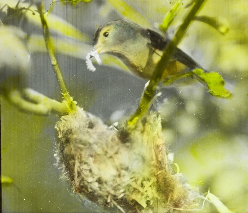 A Warbling Vireo preparing to feed a worm to her young, June 27, 1927. The nest is suspended from a forked tree branch just below her. Slide originally titled "Warbling Virow with Feed at Nest." The lantern slide is hand-colored. Rosene provides details on photograph.