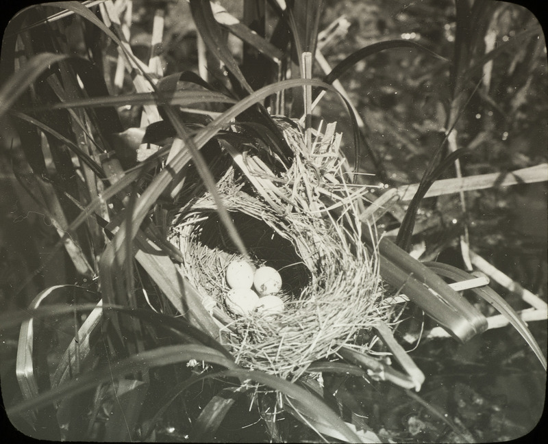 A Red-Winged Blackbird nest containing four eggs located at South Pond, May 30, 1924. Slide originally titled "Red-Winged Blackbird Nest."