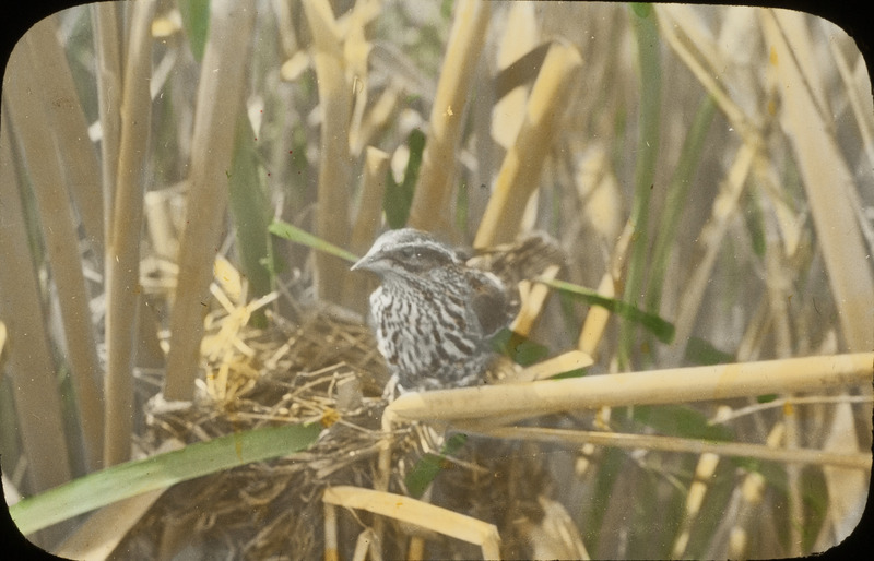 A female Red-winged Blackbird sitting by her nest at South Pond, November 6, 1925. The nest is weaved to rushes and tall grasses allowing the cradle to swing over the water. Slide originally titled "Female Red-Wing at Nest." The lantern slide is hand-colored. Rosene provides details on photograph.