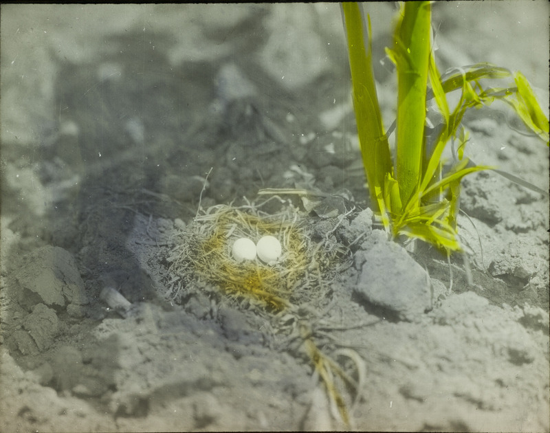 A dove nest on the ground containing two eggs. Slide originally titled "Dove Nest on Ground." The lantern slide is hand-colored.