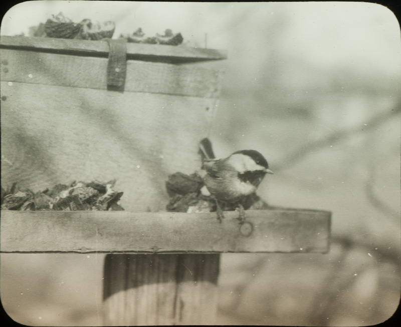 A Chickadee sitting on the tray of a bird feeder, December 2, 1923. Slide originally titled "Chickadee at Feeder." Rosene provides details on photograph.