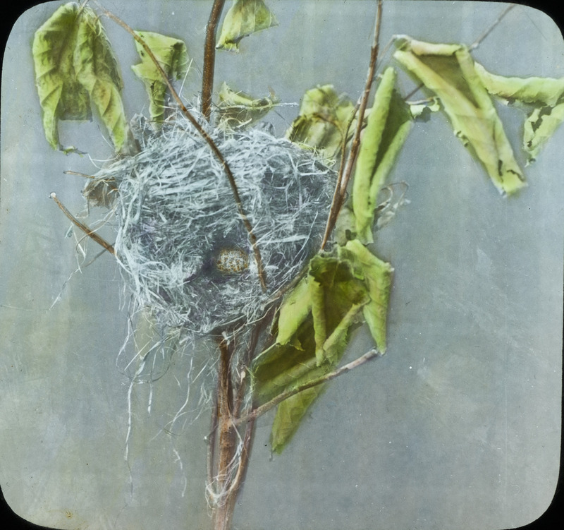 A nest built in the fork of a shrub, most likely of a Yellow Warbler, containing a Cowbird egg covered up and not hatched, 1934. Slide originally titled "Nest in Fork of Shrub." The lantern slide is hand-colored. Rosene provides details on photograph.