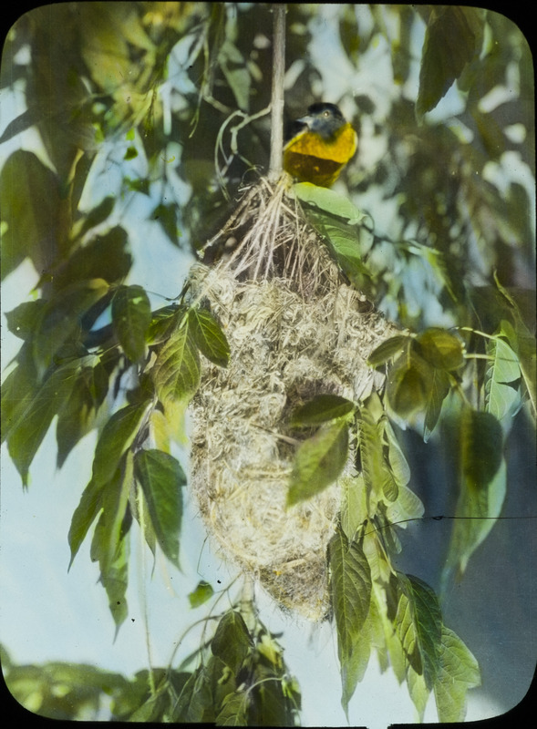 A female Baltimore Oriole sitting by a nest that is hanging from a tree branch, June 25, 1928. Slide originally titled "Baltimore Oriole at Nest." The lantern slide is hand-colored. Rosene provides details on photograph.