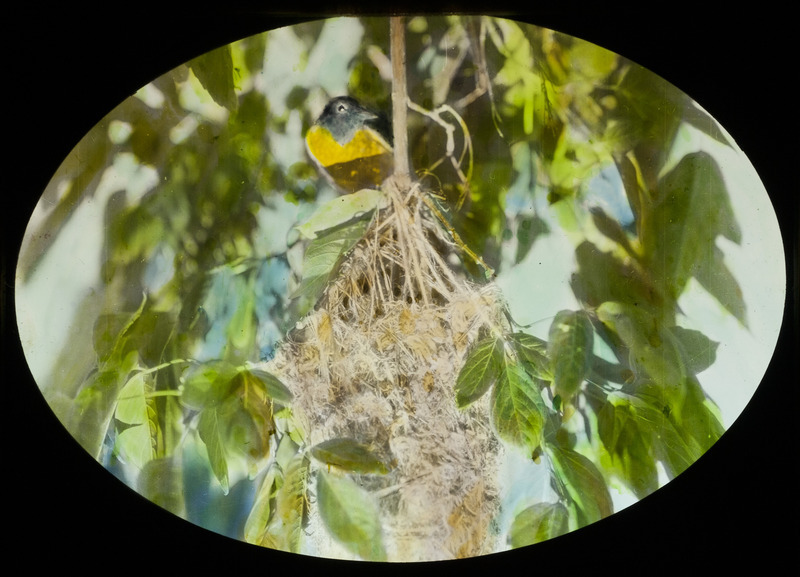 A Baltimore Oriole sitting by a nest that is hanging from a tree branch. Slide originally titled "Baltimore Oriole at Nest." The lantern slide is hand-colored.