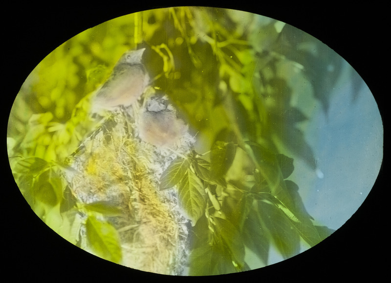 Two young Baltimore Orioles sitting by a nest that is hanging from a tree branch, June 25, 1928. Slide originally titled "Young Orioles." The lantern slide is hand-colored. Rosene provides details on photograph.