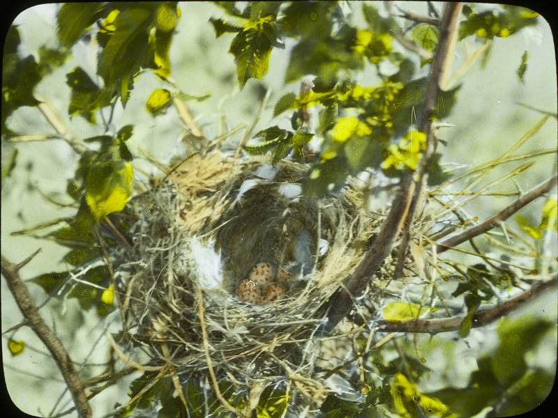 A Migrant Shrike nest containing four eggs located in Luverne, Minnesota, June 15, 1924. Slide originally titled "Migrant Shrike Nest." The lantern slide is hand-colored. Rosene provides details on photograph. These items are related to Rosene's journal: https://n2t.net/ark:/87292/w9jd4pp05.