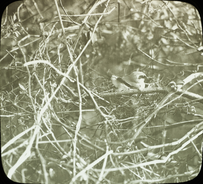 A Migrant Shrike sitting on a nest that contains six eggs, May 8, 1930. Slide originally titled "Migrant Shrike Nest." Rosene provides details on photograph.