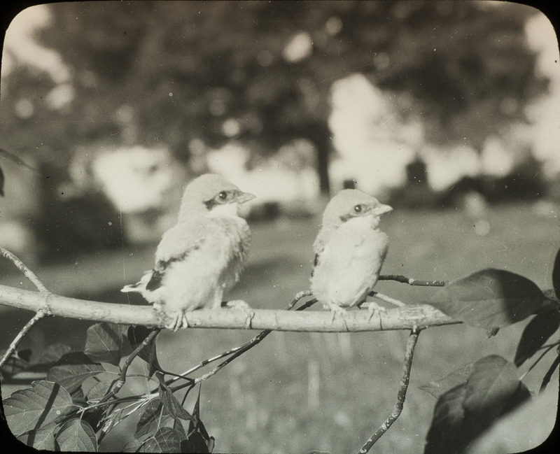 Two young Shrikes perching on a tree branch, June 6, 1924. Slide originally titled "Young Shrikes."