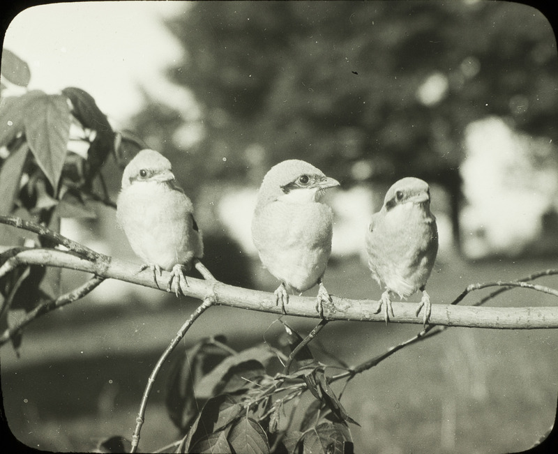 Three young Shrikes perching on a branch, June 10, 1924. Slide originally titled "Three Young Shrikes." Rosene provides details on photograph.