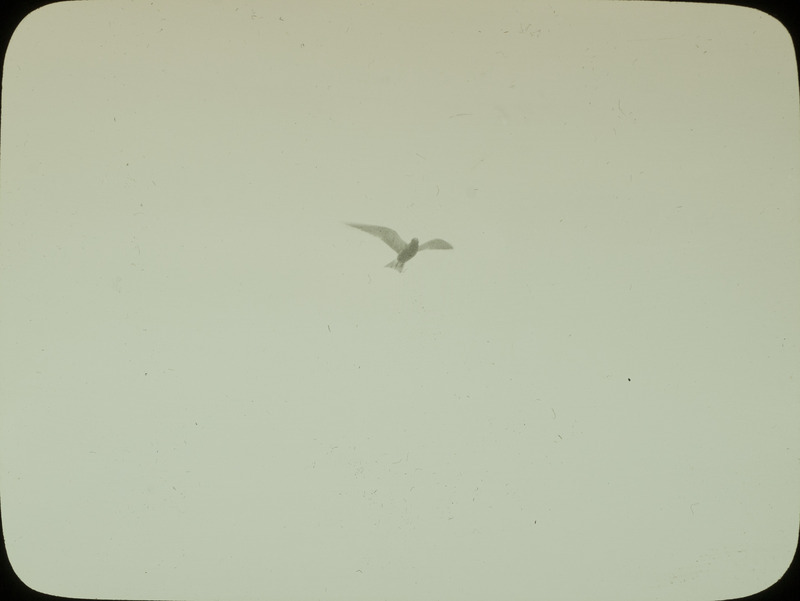 A Black Tern hovering in the air near Stump Lake, North Dakota, while Walter Rosene and Walter Bennett were photographing her nest, June 17, 1924. Slide originally titled "Flying Black Tern." Rosene provides details on photograph. These items are related to Rosene's journal: https://n2t.net/ark:/87292/w9jd4pp05.