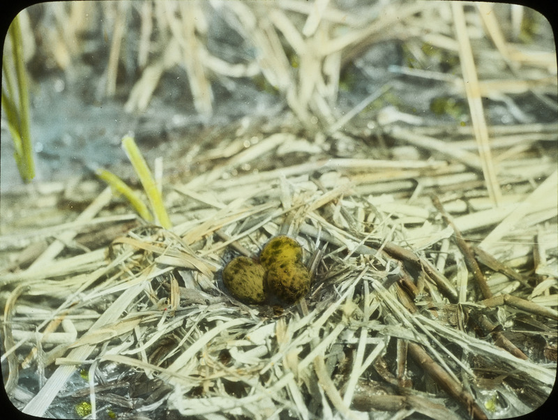 A floating Black Tern nest containing three eggs located in two feet of water at a slough near Stump Lake, North Dakota, June 17, 1924. Slide originally titled "Nest Black Tern." The lantern slide is hand-colored. Rosene provides details on photograph. These items are related to Rosene's journal: https://n2t.net/ark:/87292/w9jd4pp05.