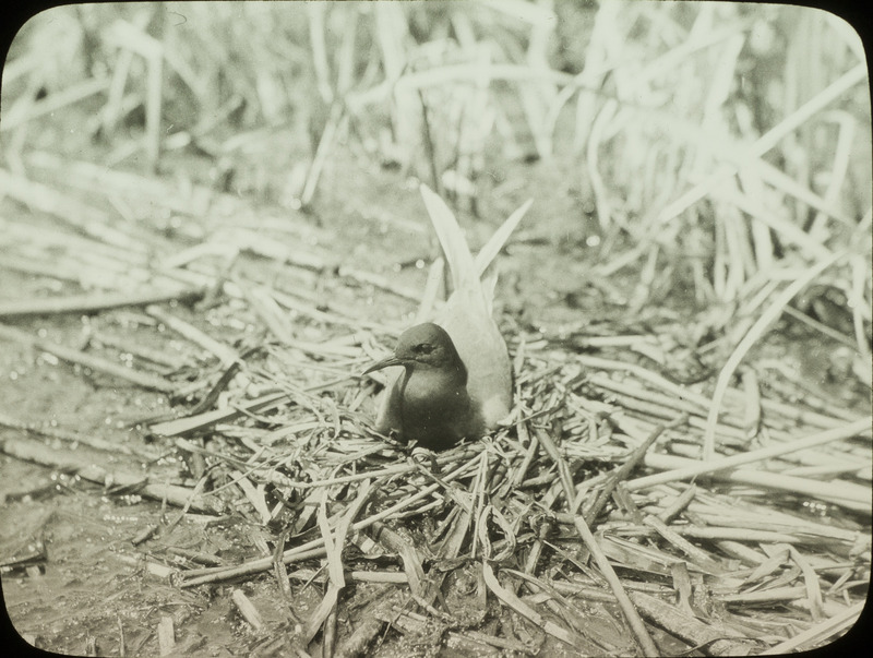 A Black Tern sitting on a nest. Slide originally titled "Black Tern on Nest."