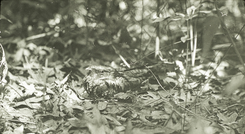 A Whip-poor-will sitting on a nest that is located on the ground surrounded by leaves. Slide originally titled "Whippoorwill on Nest with Egg."