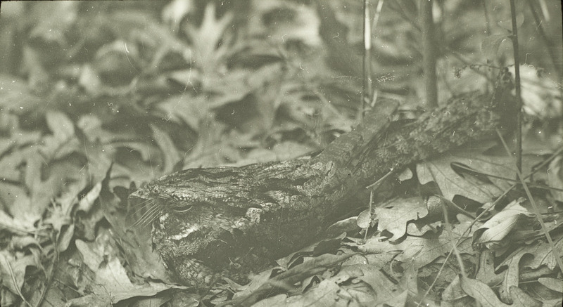 A Whip-poor-will laying on the ground amid leaves, covering her two eggs, June 12, 1926. Slide originally titled "Whippoorwill on Nest." Rosene provides details on photograph.