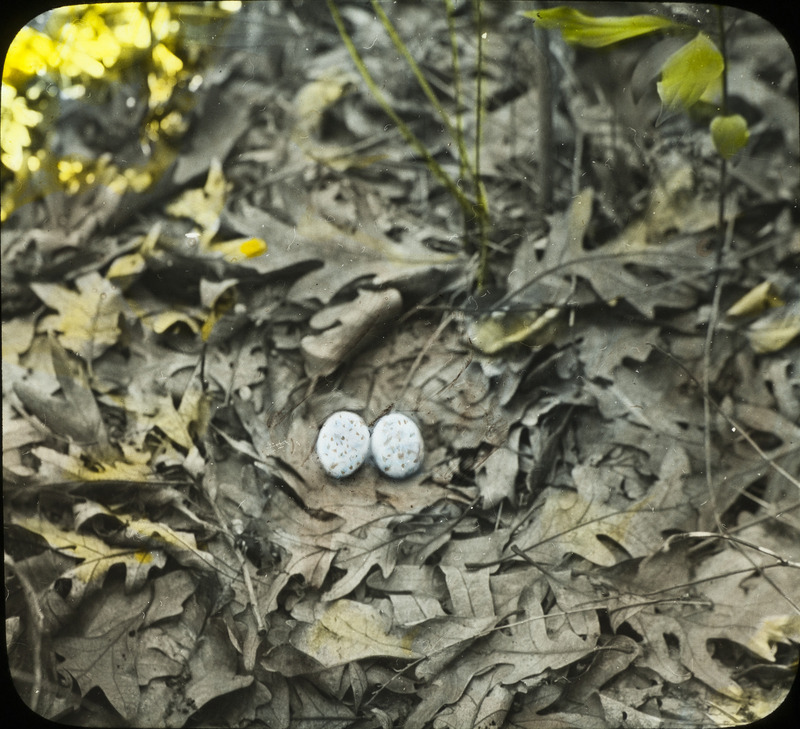 Two Whip-poor-will eggs laying on the ground on top of leaves. Slide originally titled "Whippoorwill on Nest with Eggs." The lantern slide is hand-colored.