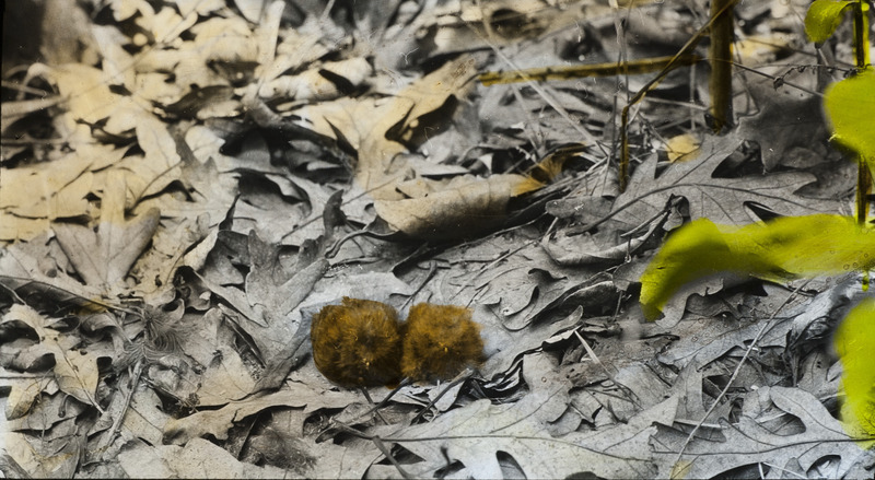 Two young Whip-poor-wills, approximately one day old, laying on the ground amid leaves, June 15, 1926. Slide originally titled "Young Whippoorwills." The lantern slide is hand-colored. Rosene provides details on photograph.