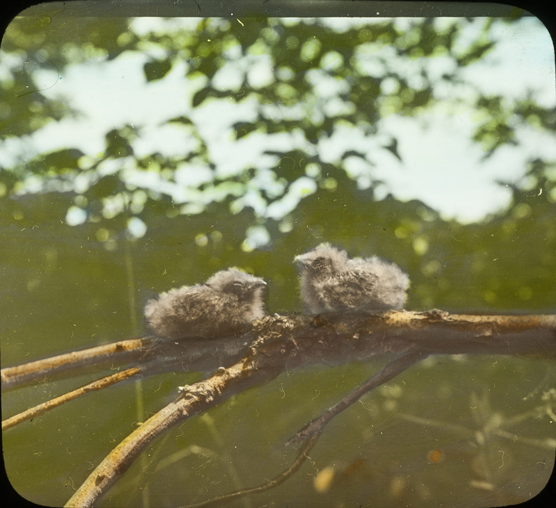 Two young Whip-poor-wills, approximately eight days old, perching on a branch, June 22, 1926. Slide originally titled "Young Whippoorwills." The lantern slide is hand-colored. Rosene provides details on photograph.