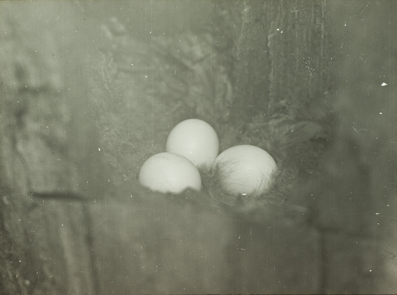 A Barred Owl nest containing three eggs, March 19, 1928. Slide originally titled "Nest of Barred Owl--3 Eggs." Rosene provides details on photograph.