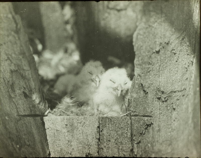 Two young Barred Owls sleeping in a nest, April 12, 1928. The oldest chick is approximately one week old. Slide originally titled "Young Barred Owls." Rosene provides details on photograph.