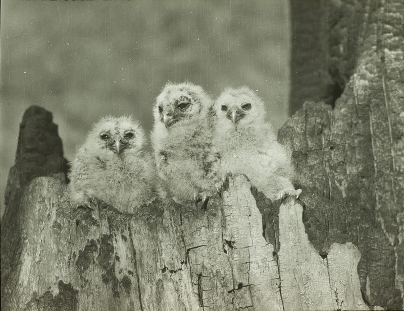 Three young Barred Owls, seventeen days old, perching on a tree trunk, April 22, 1928. Slide originally titled "Young Barred Owls." Rosene provides details on photograph.