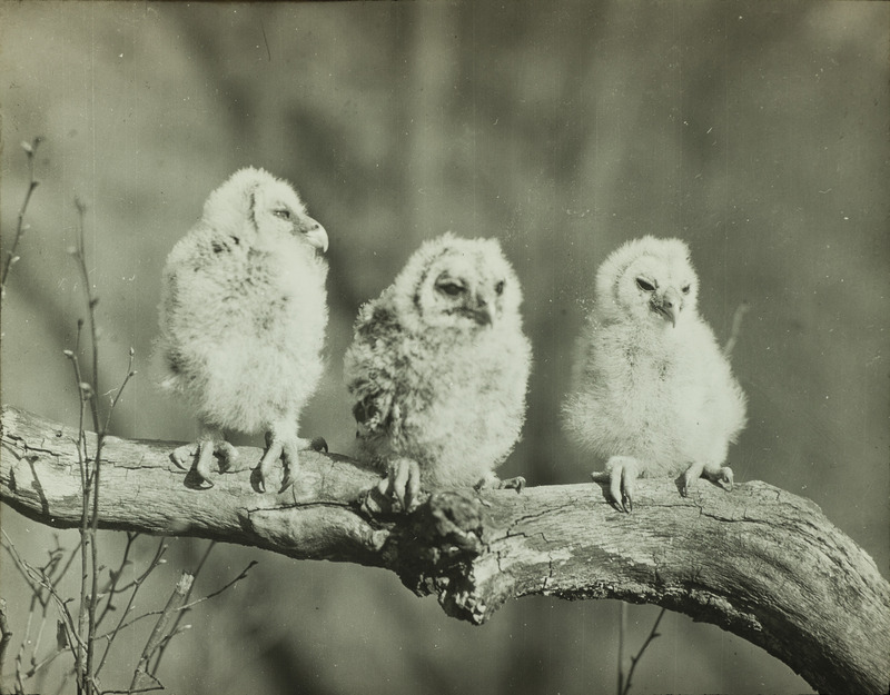 Three young Barred Owls, seventeen days old, perching on a tree branch, April 22, 1928. Slide originally titled "Young Barred Owls." Rosene provides details on photograph.