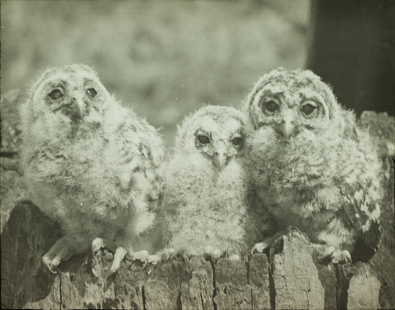 Three young Barred Owls, twenty-three days old, perching on a tree trunk, April 28, 1928. Slide originally titled "Young Barred Owls." Rosene provides details on photograph.