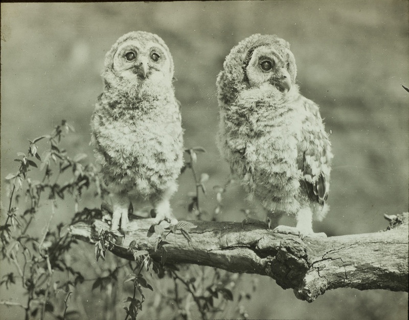 Two young Barred Owls, twenty seven and twenty eight days old, perching on a tree branch, May 6, 1928. Slide originally titled "Young Barred Owls." Rosene provides details on photograph.