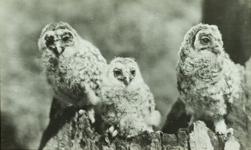 Three young Barred Owls, twenty-three days old, perching on a tree trunk, April 28, 1928. Slide originally titled "Young Barred Owls." Rosene provides details on photograph.