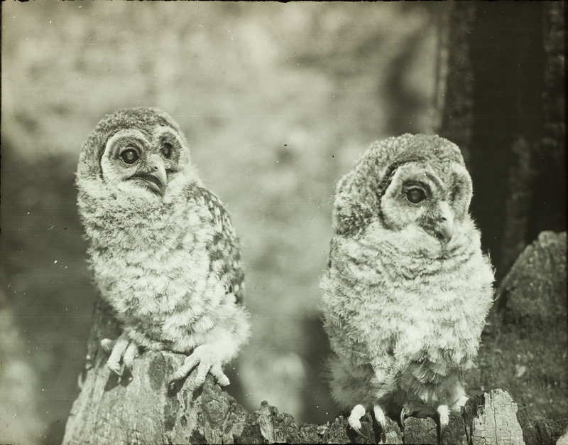 Two young Barred Owls, twenty seven and twenty eight days old, perching on a tree trunk, May 6, 1928. Slide originally titled "Young Barred Owls." Rosene provides details on photograph.