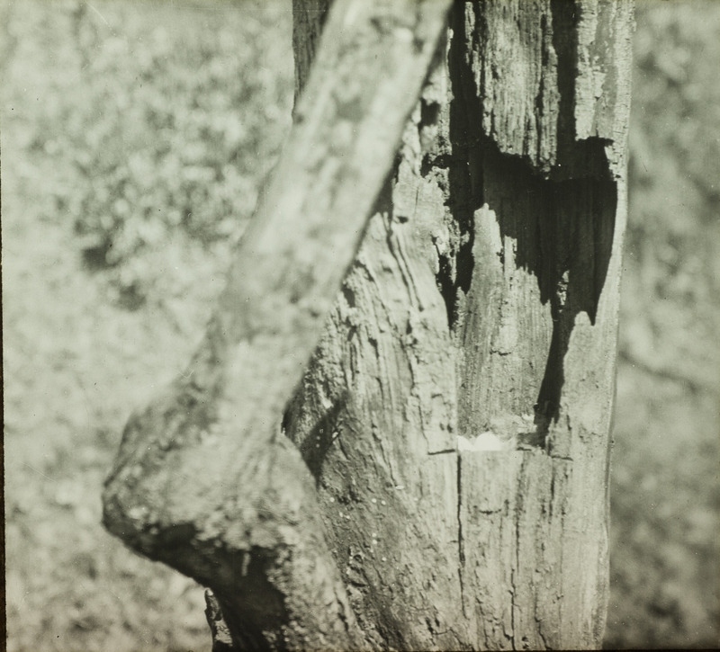 A Barred Owl nest containing three eggs, located in a dead tree trunk near Ogden, March 30, 1928. Slide originally titled "Dead Tree with Barred Owl Nest." Rosene provides details on photograph.