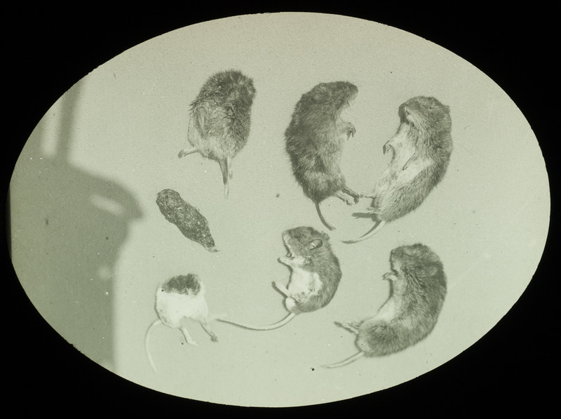 Six dead mice found in a Barred Owl nest when the young owls were approximately 14 days old, April 13, 1929. The mice retrieved from the nest included three whole meadow mice, one headless meadow mouse, one whole white footed mouse, and one headless white footed mouse. In addition, the first and only pellet is also shown. Slide originally titled "Food for Owls." Rosene provides details on photograph.