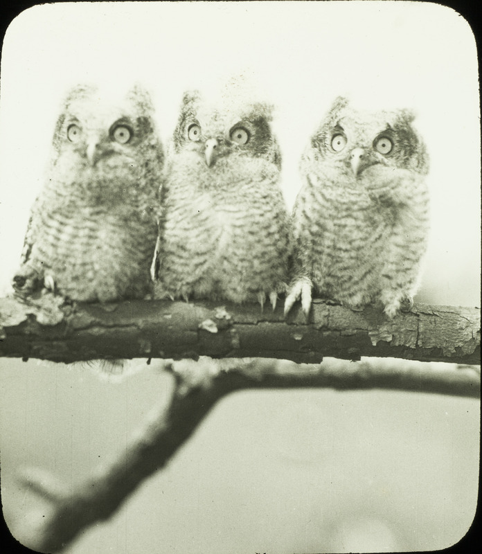 Three young Screech Owls, approximately four weeks old, perching on a tree branch, May 24, 1933. The young owls were from a nest in a hollow soft maple tree located five miles north of Ogden. Slide originally titled "Three Young Screech Owls." Rosene provides details on photograph.